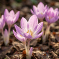 Colchicum 'Lilac Bedder' - Herbstzeitlose