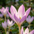 Colchicum 'Speciosum' - Herbstzeitlose