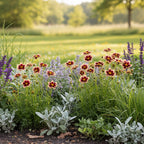Coreopsis 'Solar Fancy' - 2 Stück - LumiBlumi