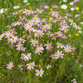 Coreopsis 'American Dream' - Mädchenauge