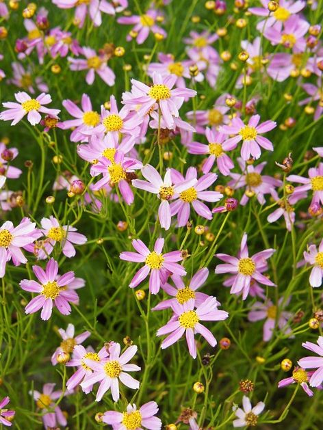 Stauden Coreopsis american dream