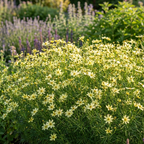Mädchenauge 'Moonbeam Verticillata' - 5 Stück - LumiBlumi