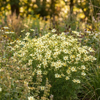 Mädchenauge 'Moonbeam Verticillata' - 5 Stück - LumiBlumi