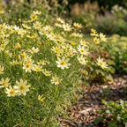 Mädchenauge 'Moonbeam Verticillata' - 5 Stück - LumiBlumi