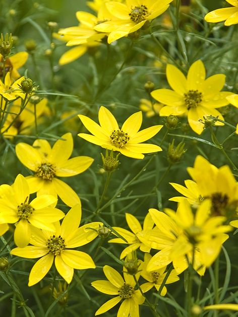 Stauden Coreopsis zagreb verticillata