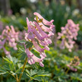 Corydalis solida Beth Evans' - 25 Stück