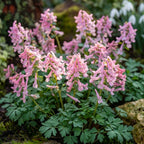 Corydalis solida Beth Evans' - 25 Stück