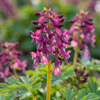 Corydalis solida Purple Bird' - 20 Stück
