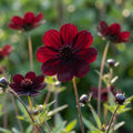 Cosmos 'Atrosanguineus' - 2 Stück