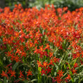 Montbretie 'Carmine Brilliant' - 50 Stück - LumiBlumi