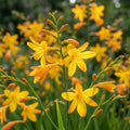 Montbretie 'George Davidson' - 15 Stück - LumiBlumi