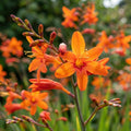 Montbretie 'Masonorum Orange' - 10 Stück - LumiBlumi