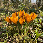 Krokus 'Angustifolius' - 100 Stück