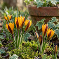 Krokus 'Angustifolius' - 100 Stück