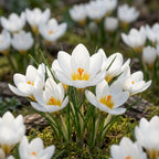 Krokus chrysanthus 'Ard Schenk' - 25 Stück