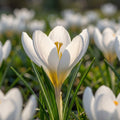 Krokus chrysanthus 'Ard Schenk' - 25 Stück