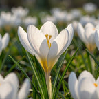 Krokus chrysanthus 'Ard Schenk' - 25 Stück