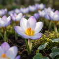 Crocus 'Blue Bird Chrysanthus' - Krokus