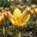 Krokus 'Fuscotinctus Chrysanthus' - 100 Stück - LumiBlumi