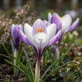 Krokus chrysanthus 'Lady Killer' - 25 Stück - LumiBlumi