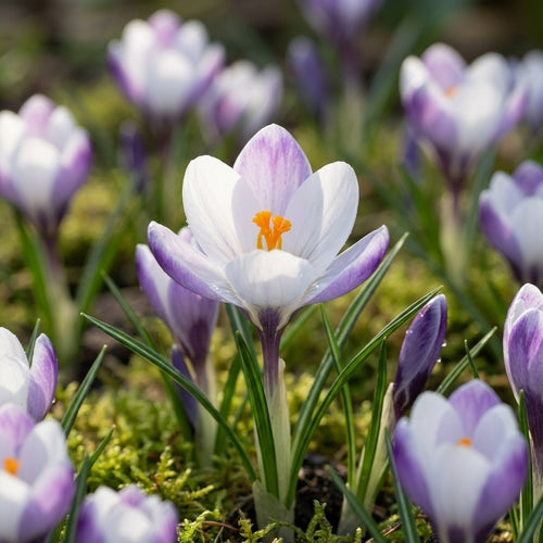 Krokus 'Prins Claus Chrysanthus' - 100 Stück - LumiBlumi