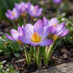 Krokus 'Zwanenberg Etruscus' - 25 Stück