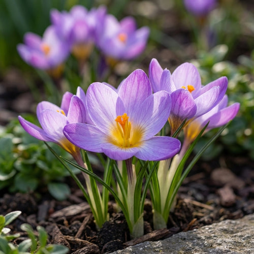 Krokus 'Zwanenberg Etruscus' - 25 Stück