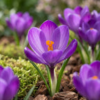 Krokus 'Flower Record Grossblumig' - 25 Stück - LumiBlumi