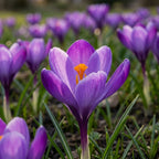 Krokus 'Flower Record Grossblumig' - 25 Stück - LumiBlumi