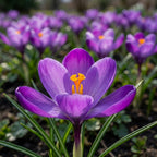 Krokus 'Grand Maitre Grossblumig' - 100 Stück - LumiBlumi