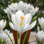 Krokus 'Jeanne D'Arc Grossblumig' - 100 Stück - LumiBlumi