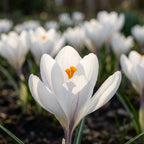 Krokus 'Jeanne D'Arc Grossblumig' - 100 Stück - LumiBlumi