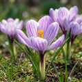 Krokus 'King Of The Striped Vernus' - 25 Stück - LumiBlumi