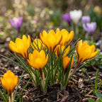 Crocus 'Korolkowii' - Krokus - LumiBlumi