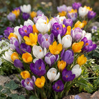 Krokus grossblumig Mischung - 50 Stück
