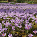 Krokus 'Lilac Beauty Tommasianus' - 100 Stück - LumiBlumi