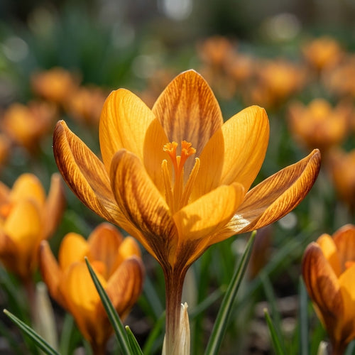 Krokus 'Orange Monarch' - 25 Stück - LumiBlumi