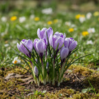 Krokus grossblumig 'Pickwick gestreift' - 50 Stück
