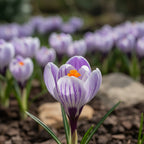 Krokus grossblumig 'Pickwick gestreift' - 50 Stück