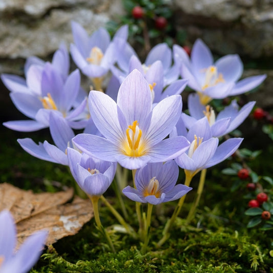 Krokus 'Pulchellus' - 100 Stück