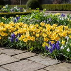 Krokus 'Romance Chrysanthus' - 100 Stück - LumiBlumi