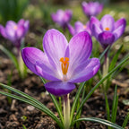 Krokus 'Ruby Giant Tommasianus' - 100 Stück - LumiBlumi