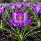 Krokus 'Ruby Giant Tommasianus' - 100 Stück - LumiBlumi