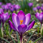 Krokus 'Ruby Giant Tommasianus' - 100 Stück - LumiBlumi
