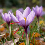 Krokus 'Sativus' (Safran-Krokus) - 20 Stück