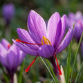 Safran-Krokus 'Sativus' - 20 Stück - LumiBlumi
