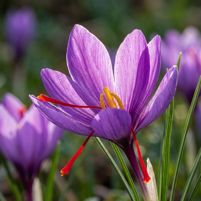 Safran-Krokus 'Sativus' - 20 Stück - LumiBlumi