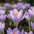 Krokus 'Conqueror Speciosus' - 100 Stück