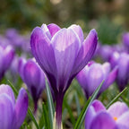 Krokus 'Grand Maitre Grossblumig' - 100 Stück - LumiBlumi