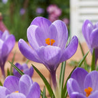 Krokus 'Grand Maitre Grossblumig' - 100 Stück - LumiBlumi